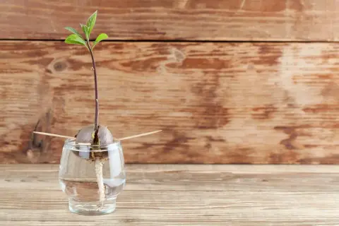 Un avocat germé dans un verre d'eau, prêt à faire pousser un avocat.