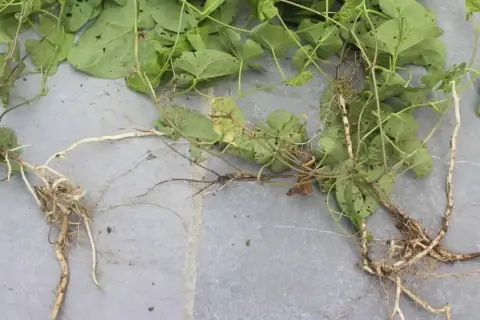 Plantes de liseron avec leurs racines, montrant la difficulté de se débarrasser de cette mauvaise herbe envahissante.
