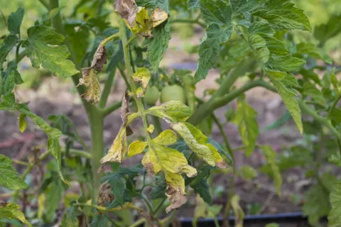 Feuilles de tomate jaunies et desséchées, signe de mildiou. Les jeunes tomates vertes sont encore visibles.