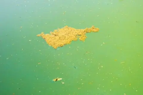 Gros amas d'algue moutarde flottant à la surface d'une piscine à l'eau verte.