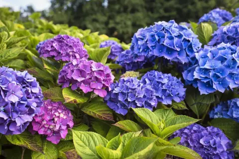 Gros plan sur un magnifique planter hortensia aux fleurs bleues et violettes éclatantes, avec des feuilles vertes luxuriantes.
