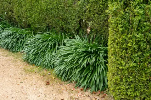 Des agapanthes luxuriantes, mais sans fleurs, bordent un chemin de gravier. Un mystère pour ceux qui se demandent pourquoi mes agapanthes ne fleurissent pas.