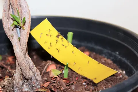 Un piège jaune attire de nombreux moucherons près d'une jeune pousse de plante.