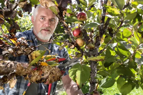 Un homme taille un poirier atteint du feu bactérien. Les feuilles et les branches sont atteintes, mais quelques fruits rouges subsistent.