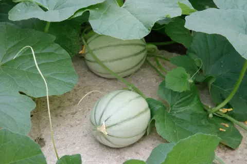 Deux jeunes melons, symboles de la culture melon, poussent sous de larges feuilles vertes.
