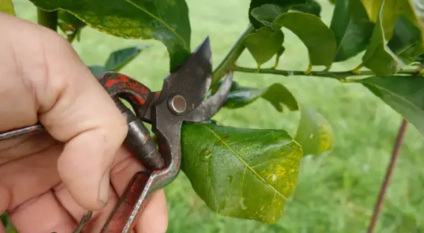 Main d'un jardinier utilisant un sécateur pour la taille d'un citronnier.