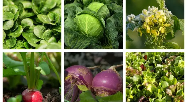 Mélange de légumes de saison septembre France : mâche, chou, radis, navets violets et salades colorées.