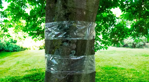 Bandes transparentes autour d'un tronc d'arbre pour la protection des arbres fruitiers contre les insectes.