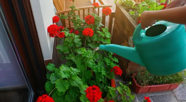Arrosage d'un géranium rouge éclatant sur un balcon en bois. L'eau coule d'un arrosoir vert sur les feuilles luxuriantes.