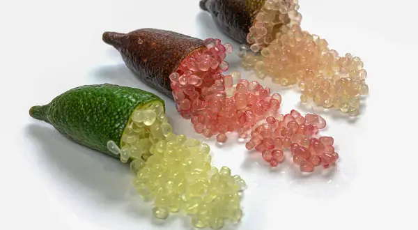 Trois citrons caviar ou finger limes ouverts révèlent leurs perles juteuses, jaunes, roses et orangées, prêtes à éclater en bouche.