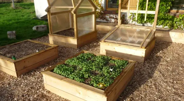 Un espace aménagé pour faire un potager avec des bacs en bois, certains couverts de paillis, d'autres de jeunes pousses vertes.
