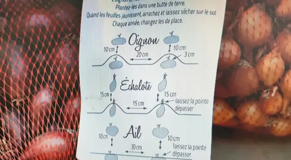 Conseils pour savoir quand récolter les échalotes : arrachez-les quand les feuilles jaunissent et laissez-les sécher.