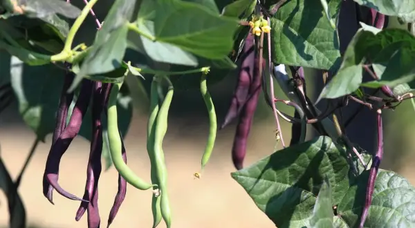 Des haricots à rames violets et verts pendent de leurs tiges, prêts à être récoltés.