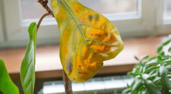 Une feuille de figuier jaunie et tachée, symbole d'un soin à réajuster pour cette plante d'intérieur.