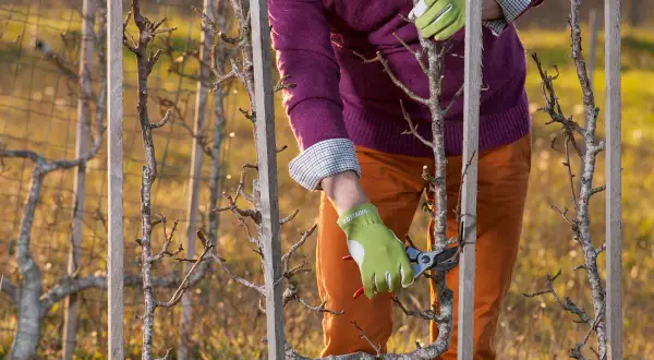 Jardinier en gants verts taillant un poirier palissé. La taille poirier est essentielle pour une bonne fructification.