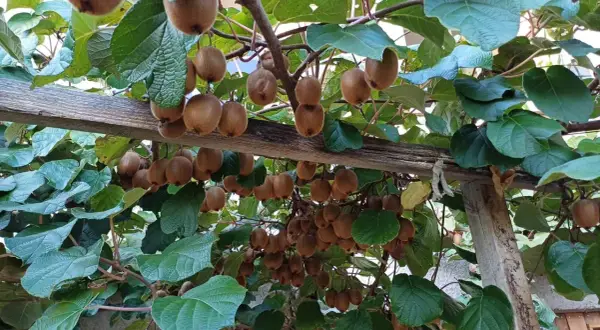 Une **plantation de kiwis** luxuriante, avec des fruits bruns duveteux suspendus aux branches sous un ciel bleu.