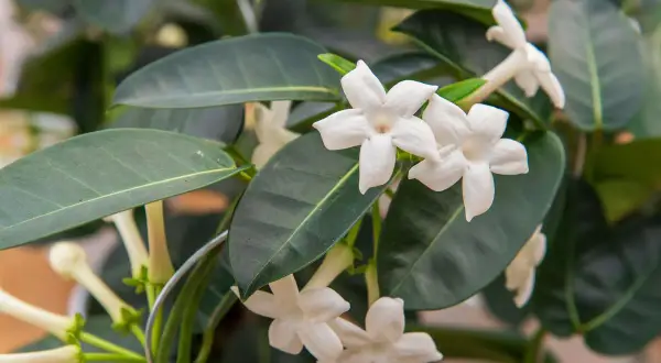 Fleurs blanches étoilées d'un jasmin d'intérieur, parfait pour un entretien facile et un parfum subtil.