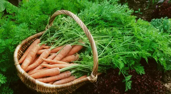 Un panier débordant de carottes fraîchement récoltées, leurs fanes vertes luxuriantes débordant sur le sol. Un beau résultat après avoir décidé de semer des carottes.