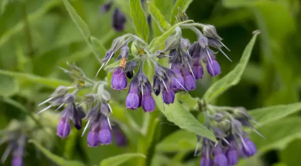 Grappes de fleurs violettes de consoude, prêtes à être transformées en purin de consoude pour le jardin.
