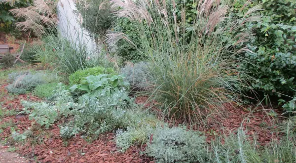 Un jardin avec des graminées aux plumes rosées et des plantes grises argentées, parfaites plantes résistantes sécheresse, sur un lit d'écorces.