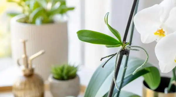 Nouvelle pousse sur une orchidée, signe qu'elle va refleurir. Un arrosoir doré et d'autres plantes sont en arrière-plan.