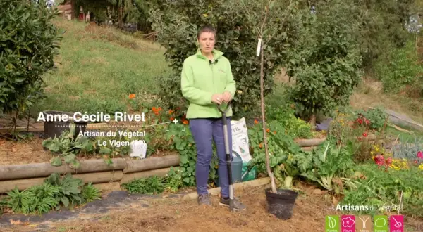 Anne-Cécile Rivet, Artisan du Végétal, montre comment planter un cerisier. Elle tient une pelle près d'un jeune arbre en pot.