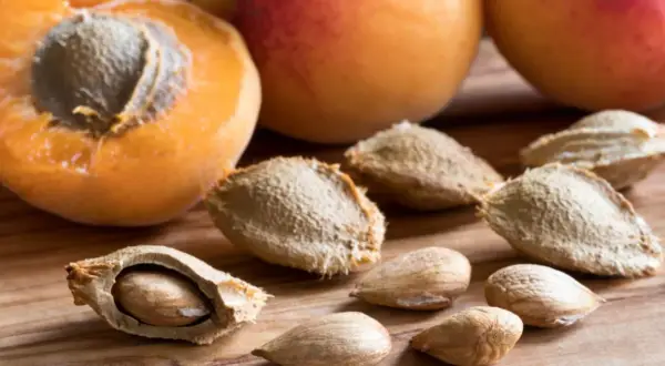 Noyaux d'abricots, certains ouverts révélant la graine, prêts à planter pour faire pousser de nouveaux arbres.