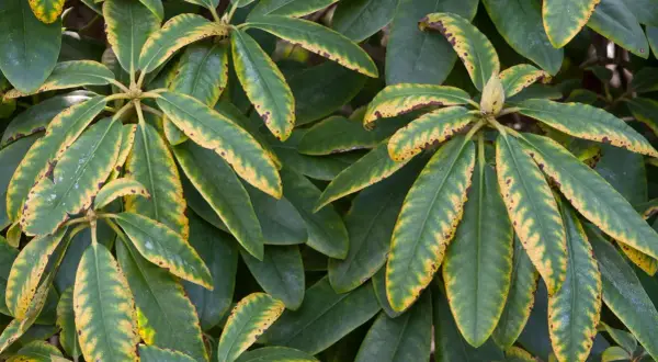 Feuilles de rhododendron atteintes de jaunissement et de nécrose, symptômes de maladie.