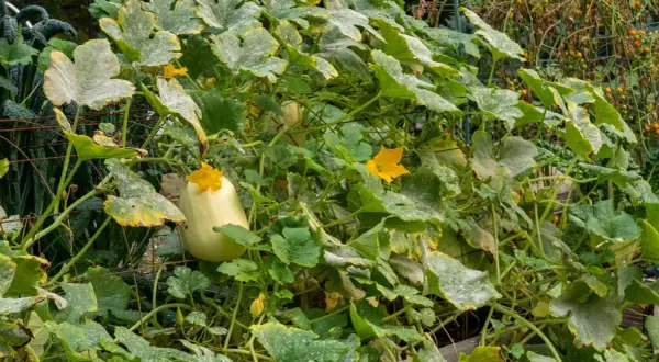 Courge spaghetti en pleine croissance, ses feuilles vertes et jaunes parsemées de poudre blanche, annonçant une future récolte savoureuse.