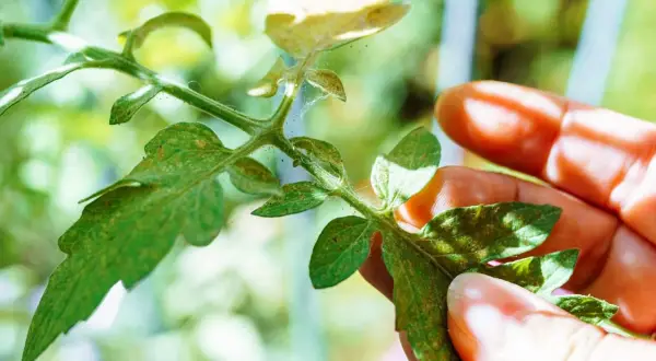 Main d'un jardinier inspectant une tige de tomate, révélant la présence de pucerons tomates et de toiles d'araignées.