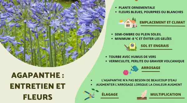 Gros plan sur des agapanthes bleues. Le texte indique quand couper les fleurs d'agapanthe fanées pour un entretien optimal.