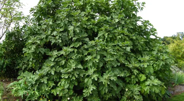 Un majestueux figuier arbre, couvert de feuilles vertes et de quelques figues naissantes, trône dans un jardin fleuri.