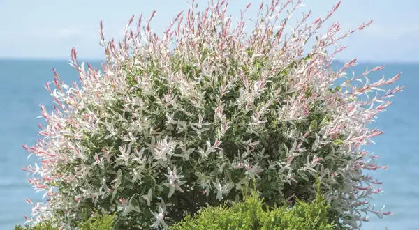 Un magnifique saule crevette buisson aux feuilles panachées de blanc et de rose, se dresse devant une mer bleue et un ciel clair.