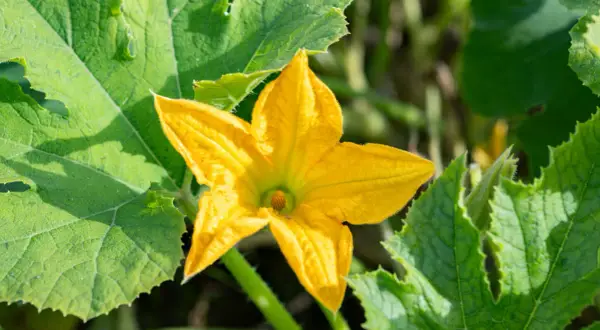 Fleur de courgette mâle, d'un jaune éclatant, s'épanouit au milieu de grandes feuilles vertes texturées.