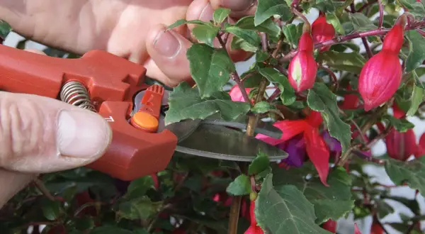 Taille d'un fuchsia en pleine exposition, ses fleurs roses et violettes sont magnifiques.