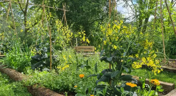 Un potager en permaculture luxuriant, avec des fleurs jaunes éclatantes et des légumes verts. Un panneau indique "Compagnonnage".