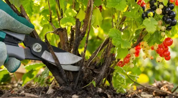 Un jardinier taille un cassissier chargé de fruits rouges et noirs. C'est le bon moment pour savoir quand tailler les cassissiers.