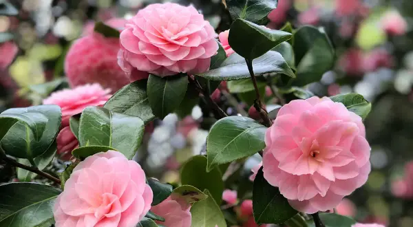 Plusieurs camélias roses épanouis sur un arbuste, leurs pétales délicats contrastant avec le feuillage vert foncé. Un camélia en pot, prêt à embellir un jardin.