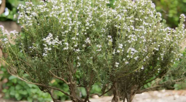 Un buisson de thym en pleine floraison, prêt à être récolté. Ses petites fleurs blanches et ses tiges robustes invitent à planter du thym pour parfumer vos plats.