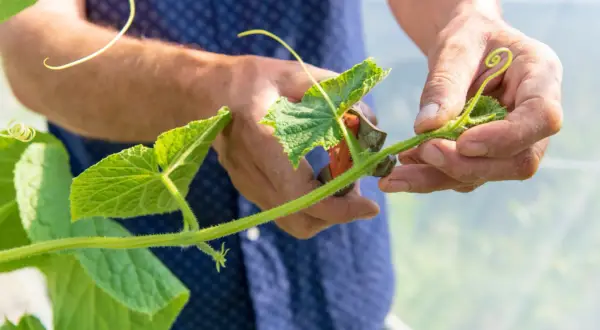 Mains d'un jardinier taillant une tige de concombre avec des ciseaux. La plante verte pousse dans une serre.
