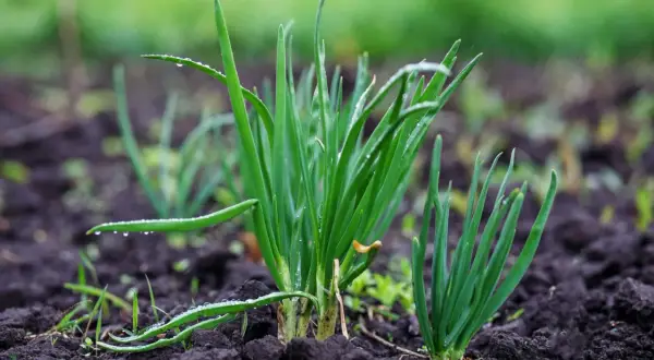 Jeunes pousses d'oignons dans la terre humide, idéales pour savoir quand planter les oignons au printemps.