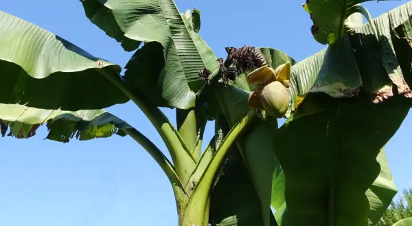 Gros bananier extérieur avec de grandes feuilles vertes et une fleur de bananier naissante sous un ciel bleu clair.