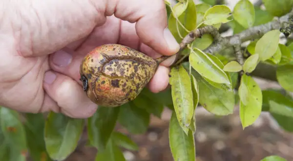 Main d'une personne tenant une poire affectée par la maladie du poirier, montrant des taches et des craquelures sur la peau du fruit.