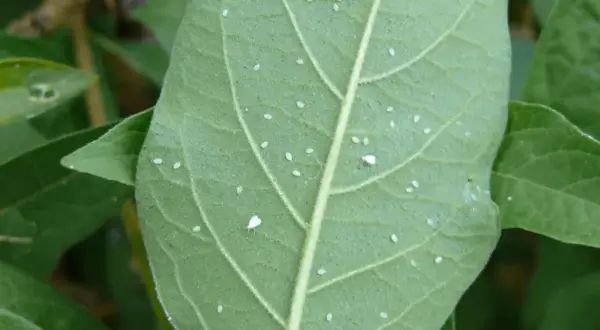 Feuille verte couverte de minuscules pucerons blancs.