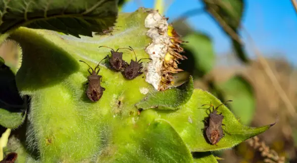 Plusieurs punaises du chou, brunâtres et velues, se promènent sur une feuille verte et duveteuse.