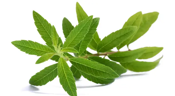Une branche de verveine citronnelle aux feuilles vertes vives, parfaite quand ramasser la verveine pour la faire sécher.