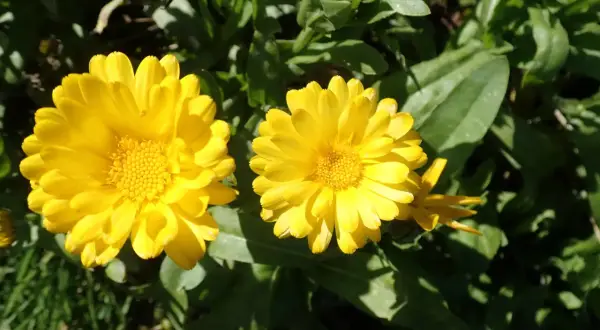 Deux soucis fleur jaunes éclatants, baignés de soleil, se dressent fièrement parmi le feuillage vert.