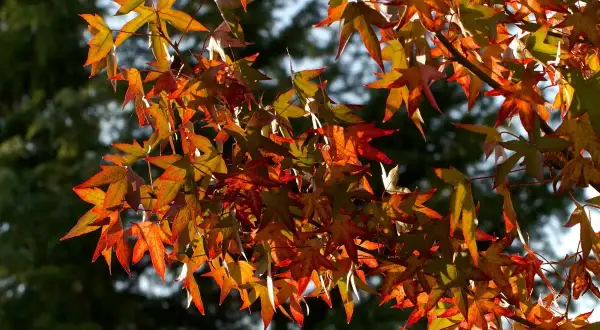 Feuilles d'un arbre liquidambar aux couleurs flamboyantes d'automne, illuminées par le soleil.