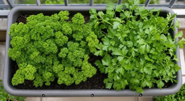 Un bac gris sur un balcon abrite deux variétés de persil, l'une frisée et l'autre plate. Idéal pour semer du persil frais.