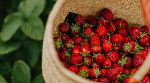Panier rempli de fraises rouges et juteuses, prêtes pour l'entretien fraisier. Les feuilles vertes des plants de fraises sont visibles en arrière-plan.